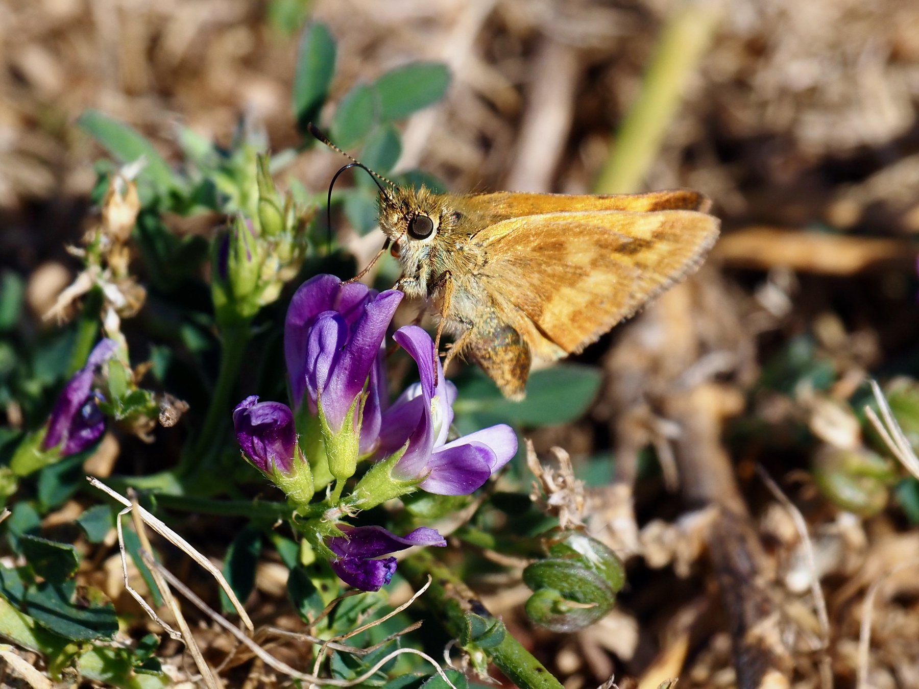 A chunky butterfly with triangular orange and brown-checkered wings perched on an inflorescence of purple papillionoid flowers, its proboscis extended into one flower