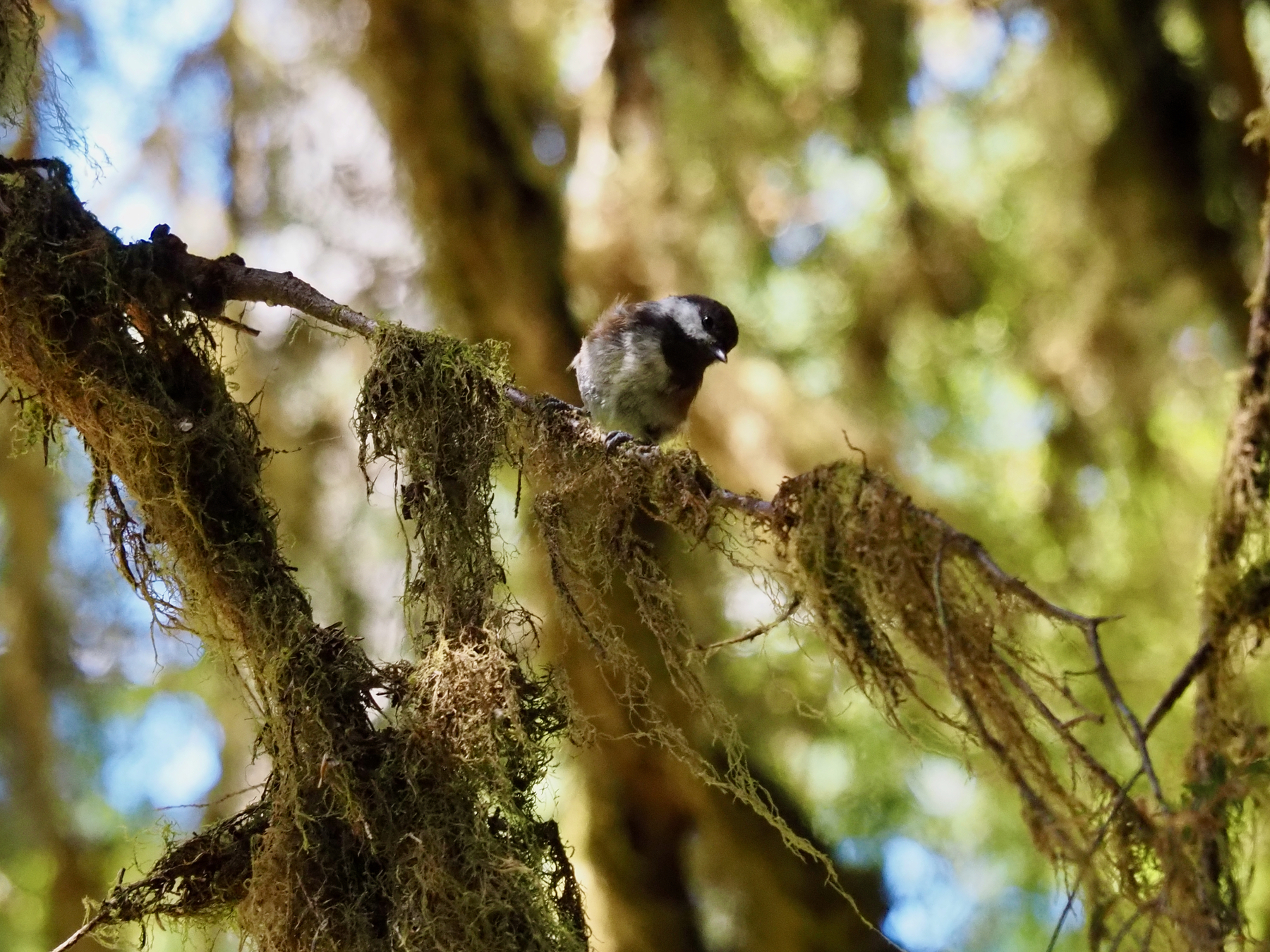 A small gray and white bird with a red-brown back, perched on a moss-covered twig