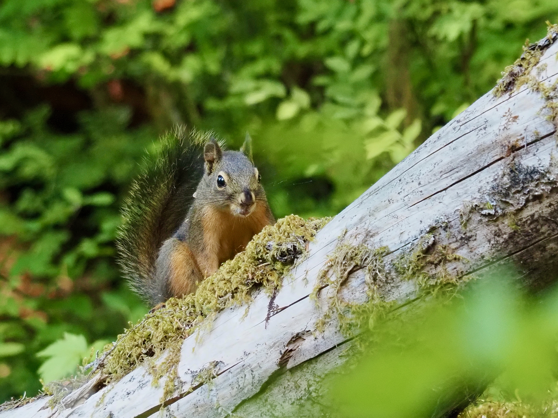A gray squirrel with red-brown underparts, sitting on a mossly log