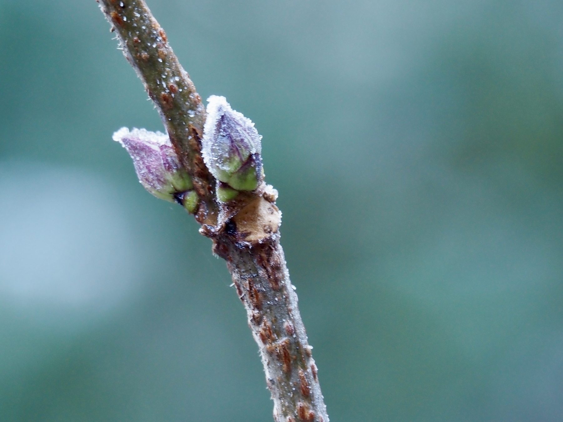 A twig with frost-covered axial buds