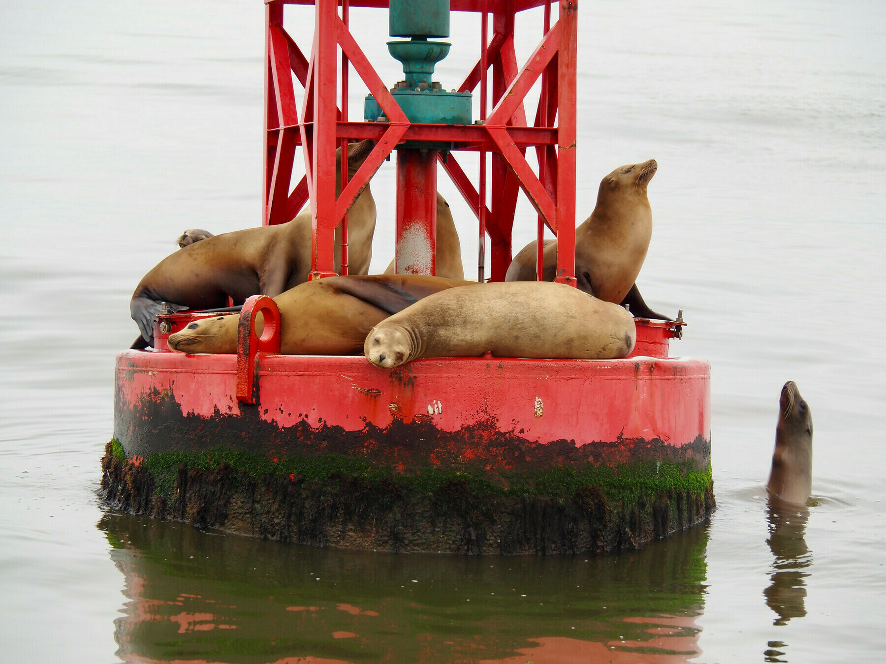Large pale-brown seal-like animals, mostly lying in a heap on the floating base of a red metal buoy, though one is in the water, stretching up to interact with the ones on the buoy