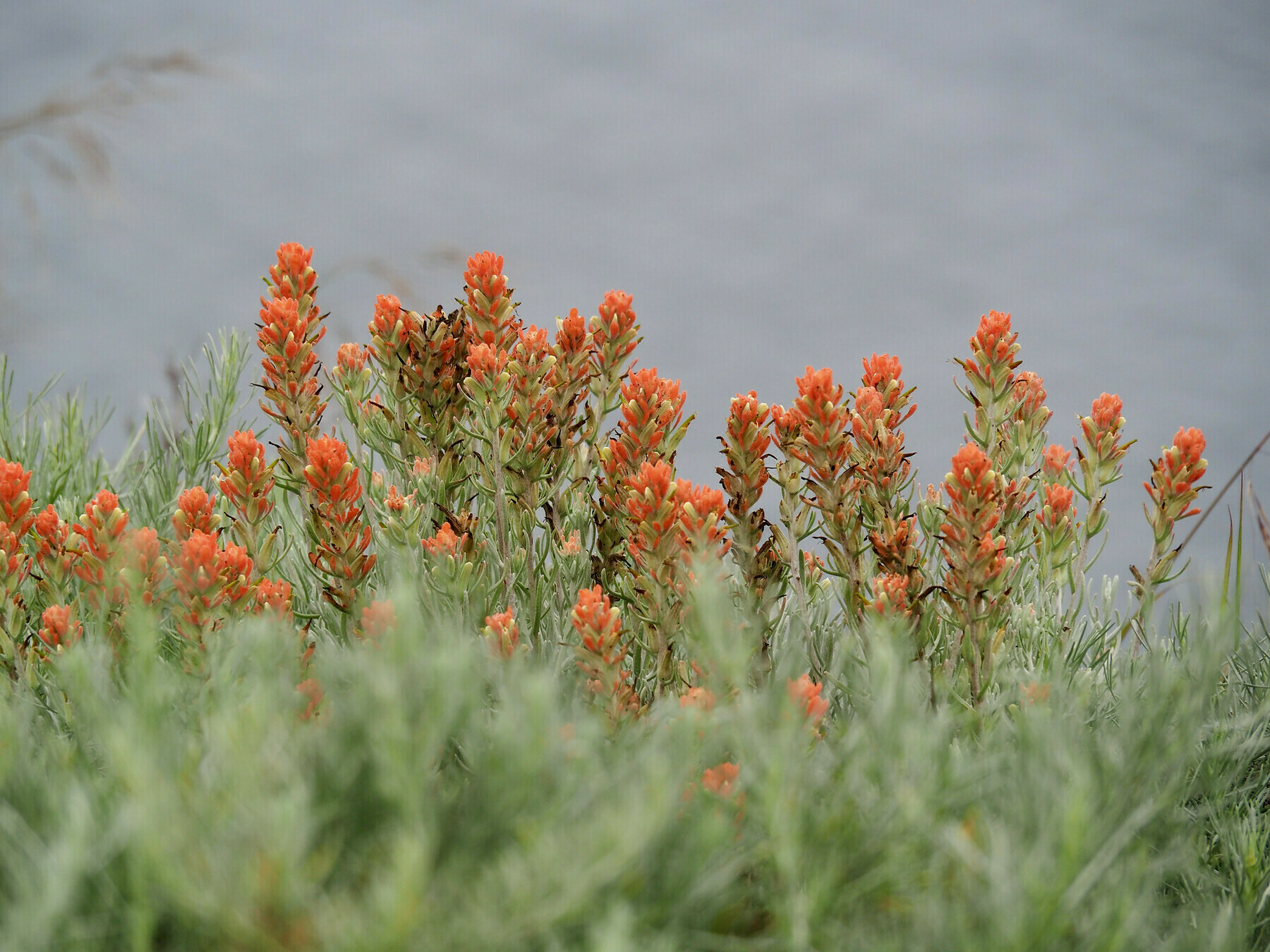 A row of paintbrush inflorescences with pink-orange bracts rising from a mass of gray-green foliage