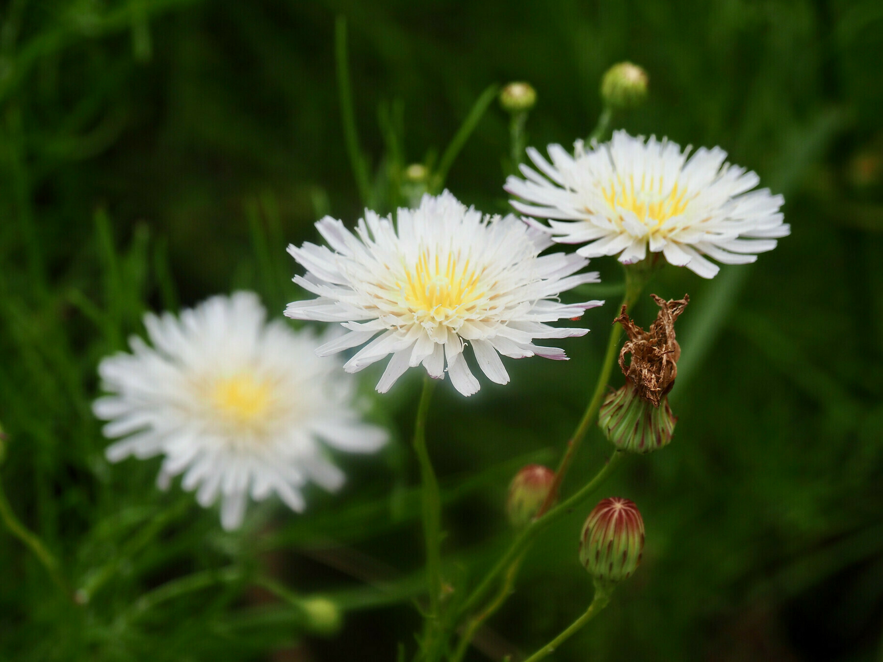 Three ligulate aster flowering heads, with luminous white ligules and bright yellow pollen visible