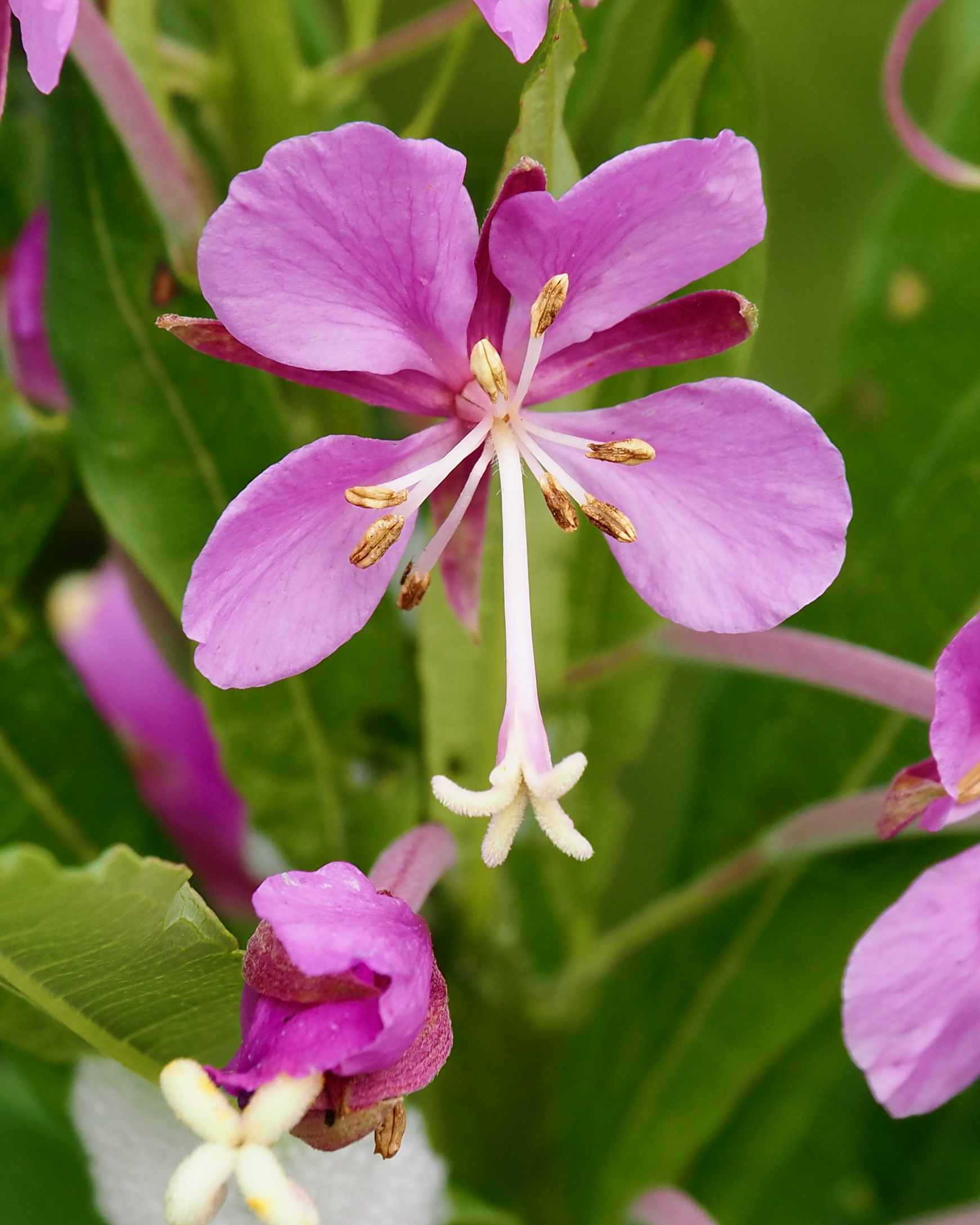 A single flower in a fireweed inflorescence, with four pink, spoon-shaped petals framing a spray of stamens and a pistil with five distinct lopes at the tip
