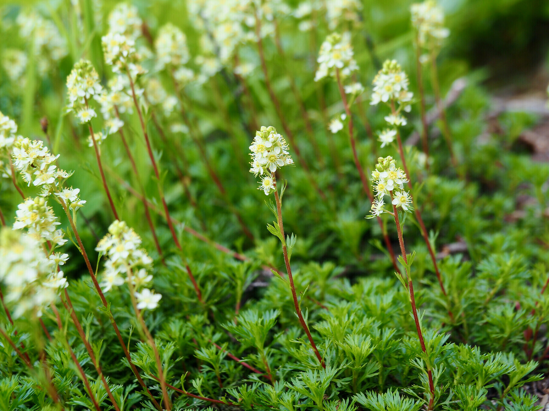 Numerous spikes of tiny white flowers rising from a carpet of delicate green leaves