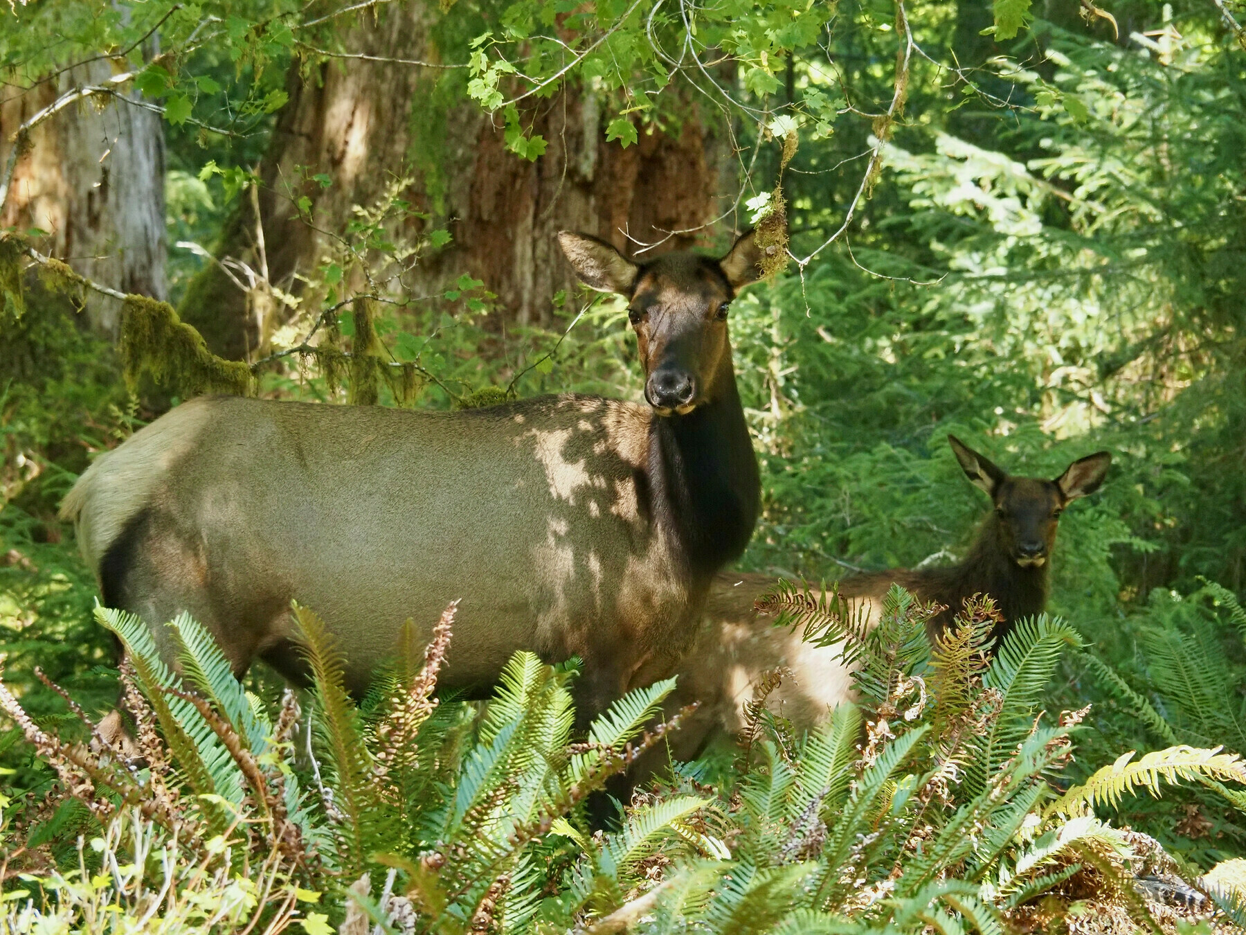 A female elk and a calf about half her height, looking at the camera over a hedge of ferns