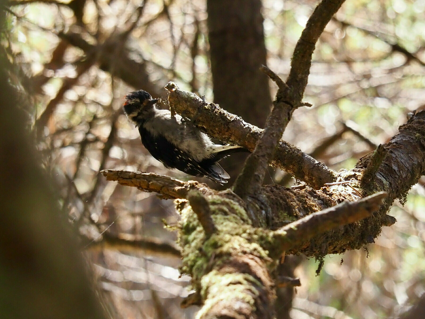 A black-and-white bird with just a bit of a red cap visbile clings to the end of a twig, its bill surrounded by a cloud of dust as it pulls back from a strike against the wood