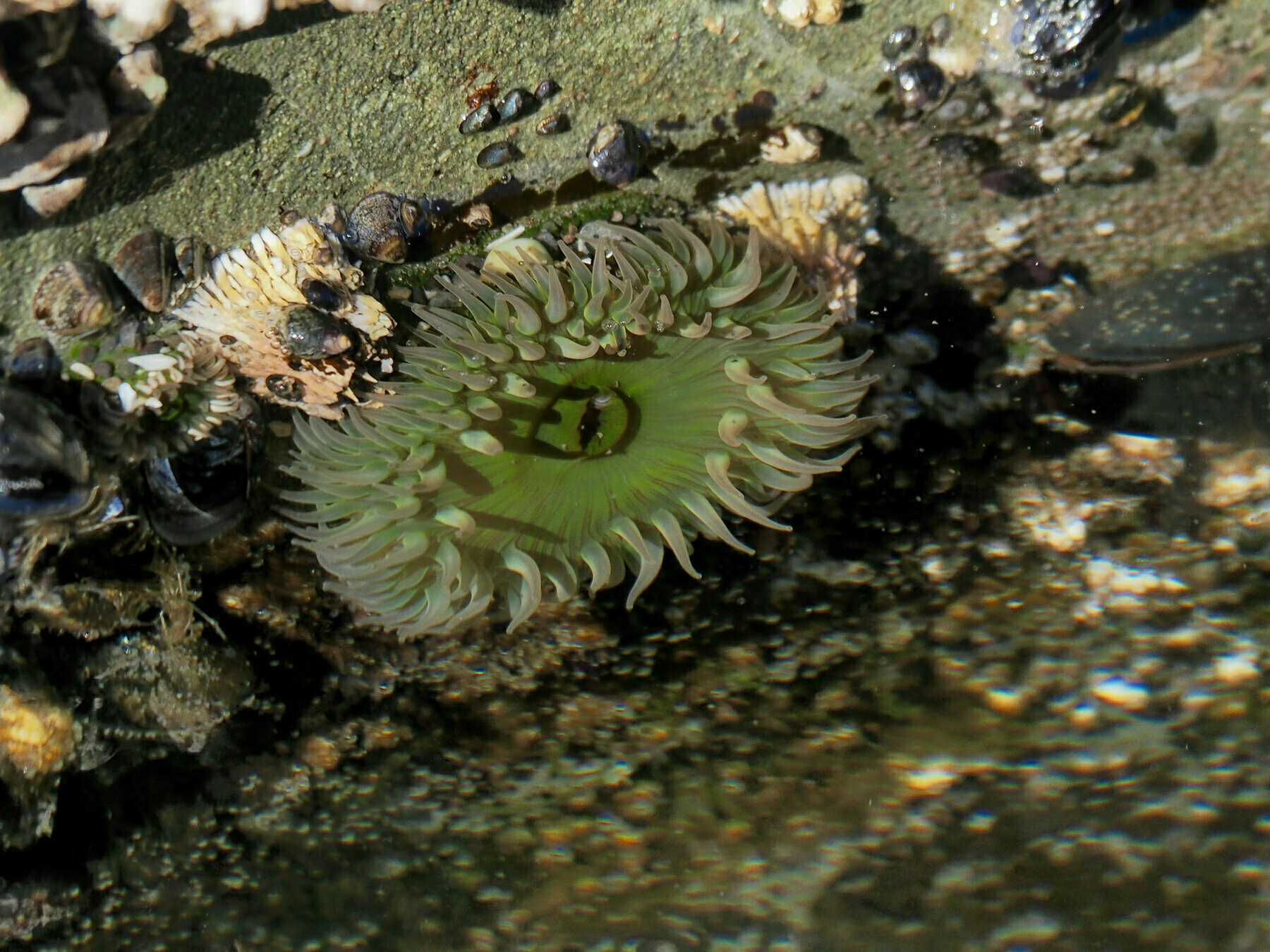 A circle of translucent green tentacles just under the surface of rippling water
