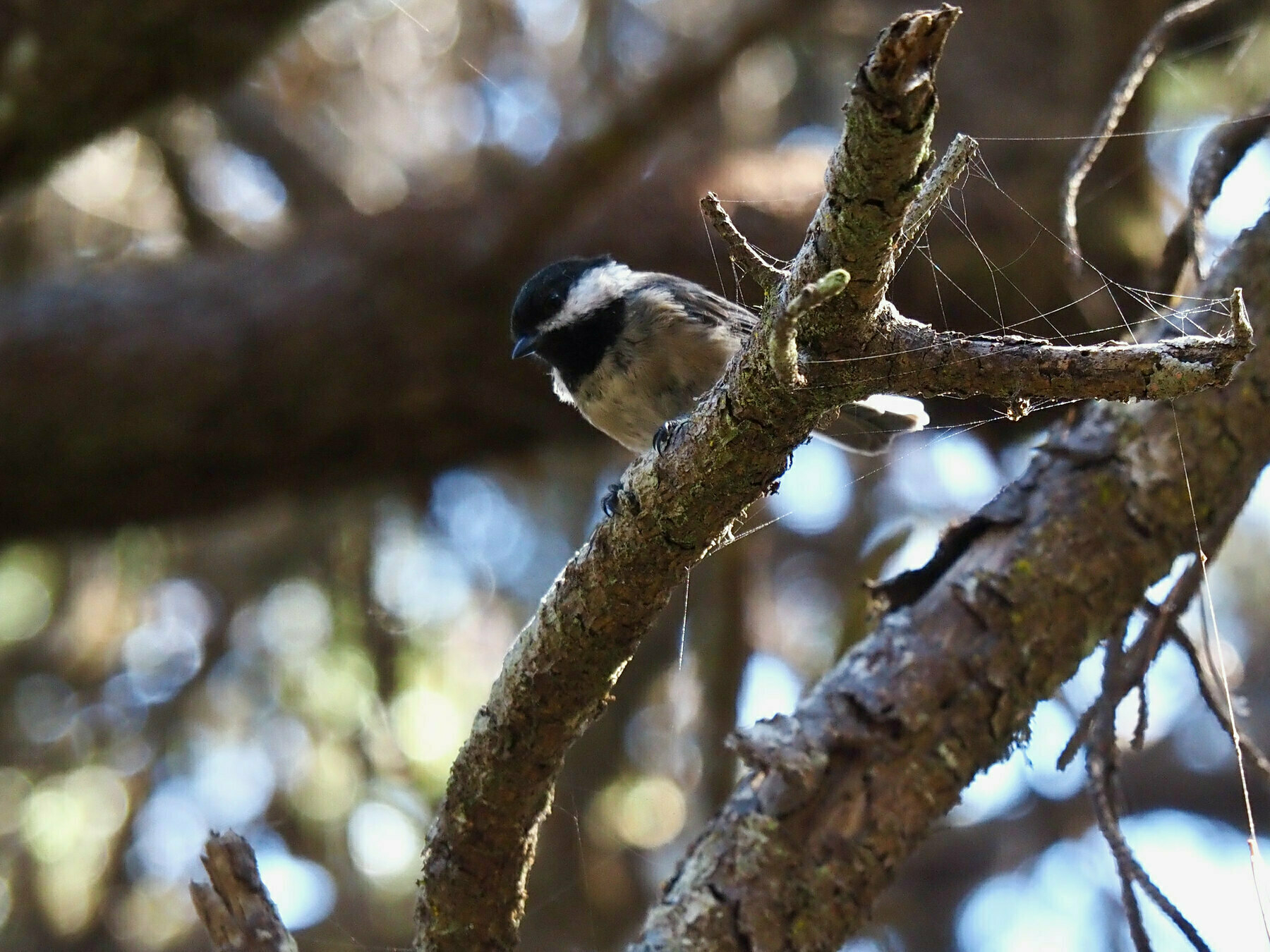 A chickadee perched on a larger twig, looking downwards with an apparently curious posture