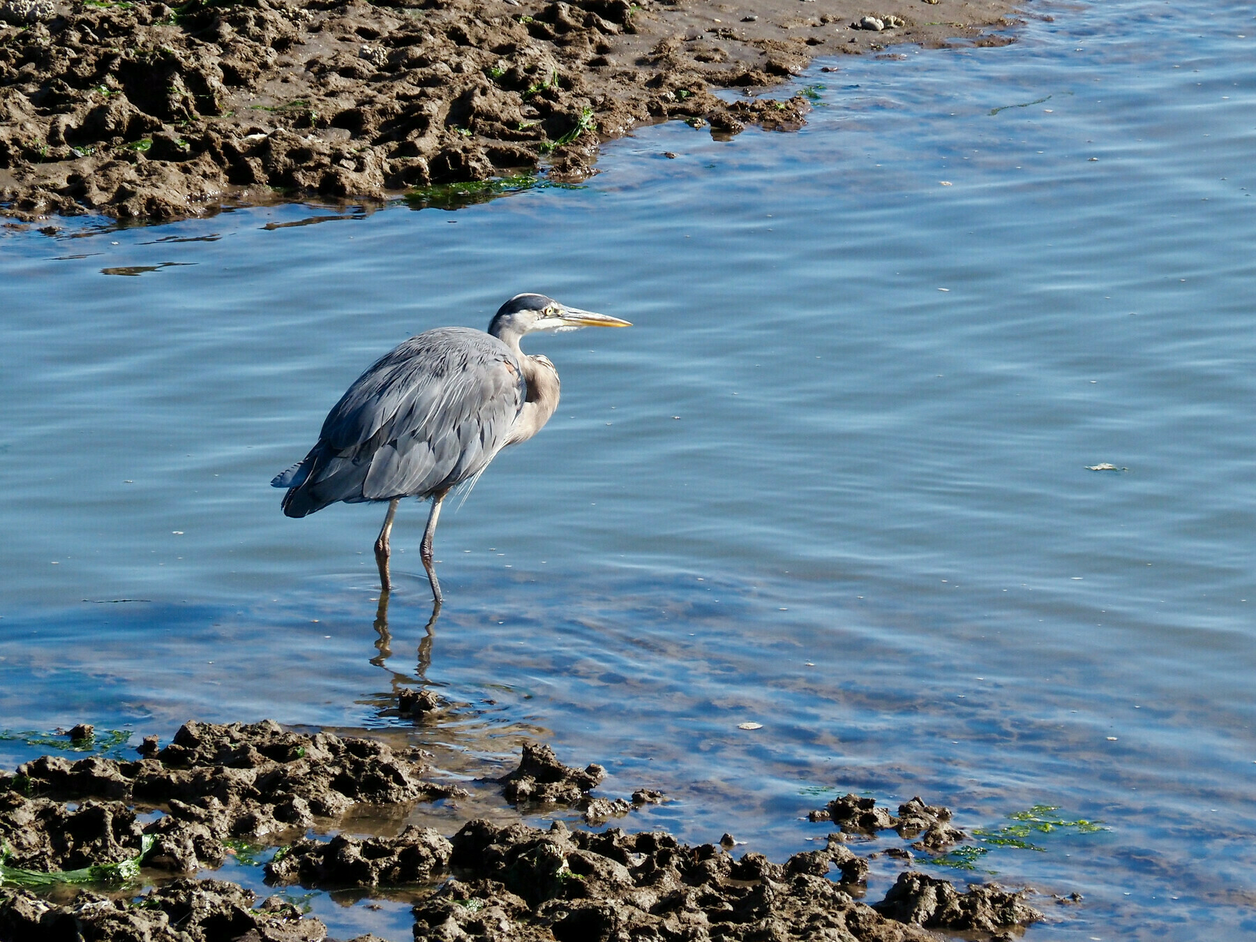 A gray-blue wading bird with a black cap, standing ankle-deep in water near a muddy shoreline