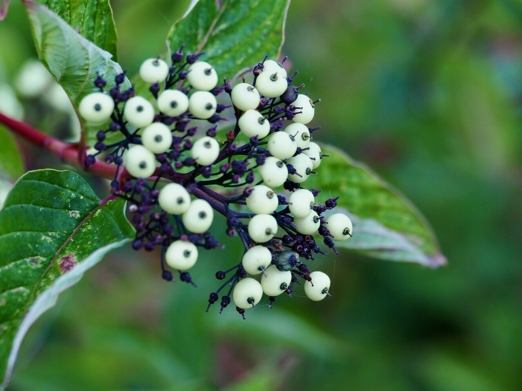 A flat panicle of china-white spherical fruits with dark red stems, framed by deeply veined ovate leaves