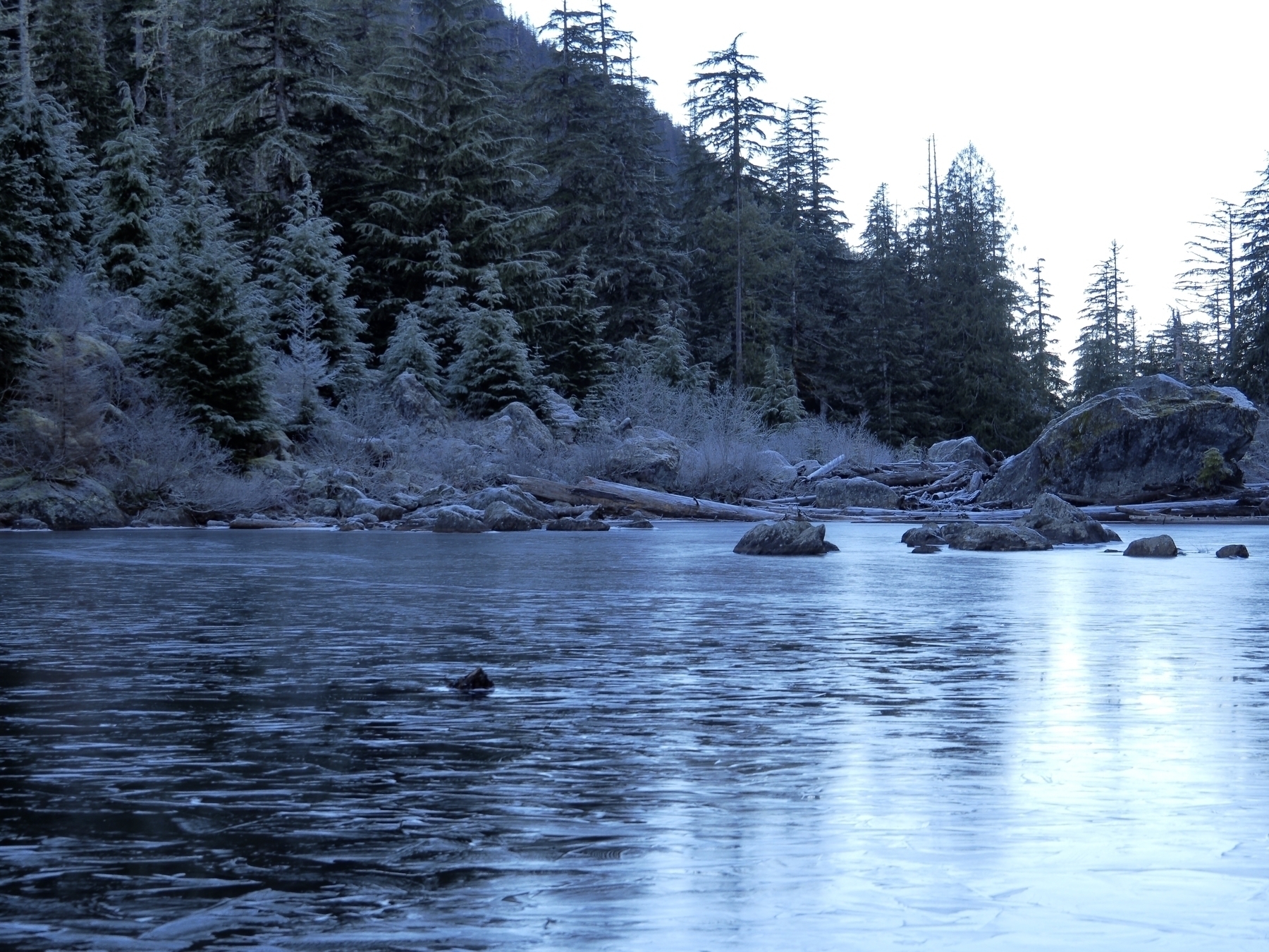 A lake with a thin sheet of ice, edged with conifer forest, in cold blue sunlight 