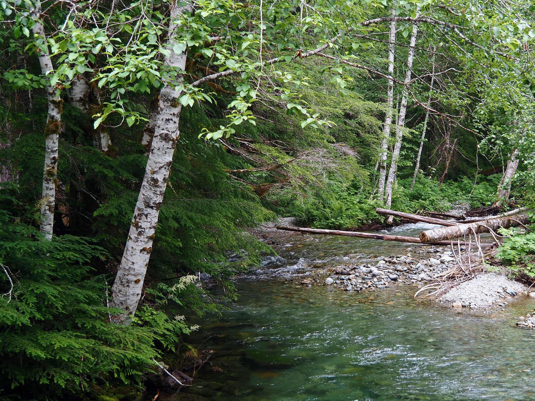Trees with striking white bark marked by darker striping, leaning slightly from a riverbank out over the rushing water