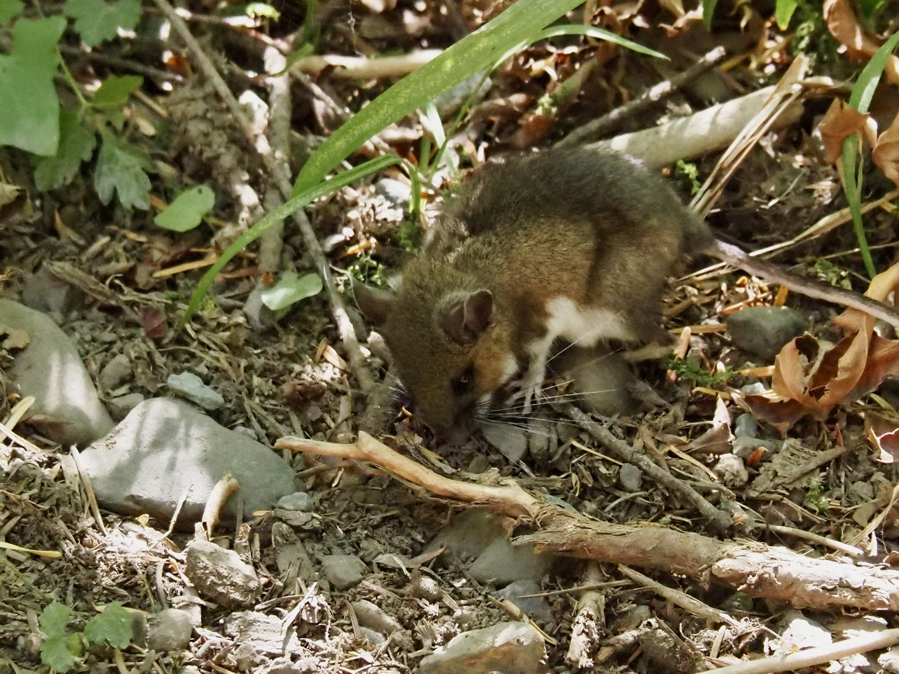 A brown mouse with white underparts, scrabbling through wood chips at the edge of a trail