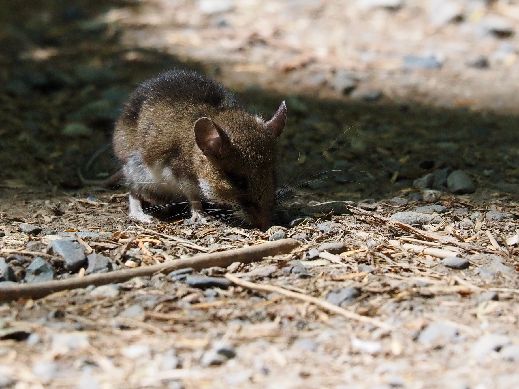 The same mouse, half in shadow on the beaten path at the middle of a trail
